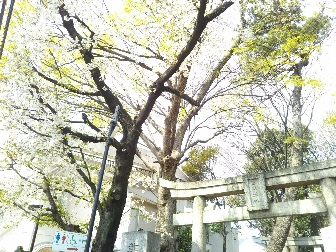2020年4月 熊野神社のカラフル御朱印