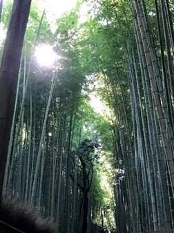 みどりと風の感触を感じに 嵯峨野竹林の小道