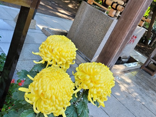 【2021年】自由が丘・熊野神社11月の御朱印 密です！密ですよ～！菊の花