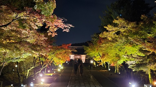【紅葉2021】京都 仁和寺 世界遺産の紅葉ライトアップは幻想的 見どころはここ！
