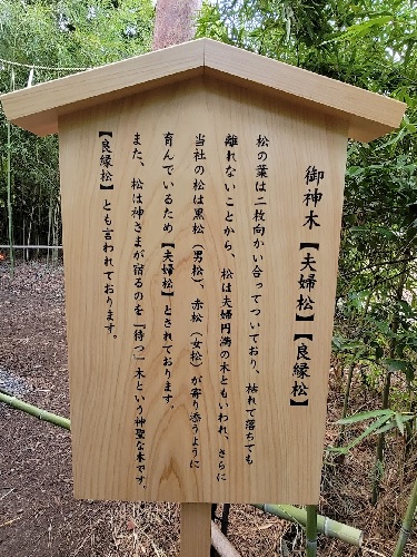 熊野神社 御神木「夫婦松」「良縁松」